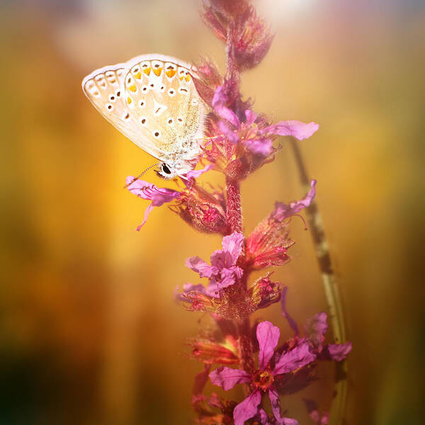 Butterfly Poster featuring the photograph Around The Meadow 10 by Jaroslav Buna