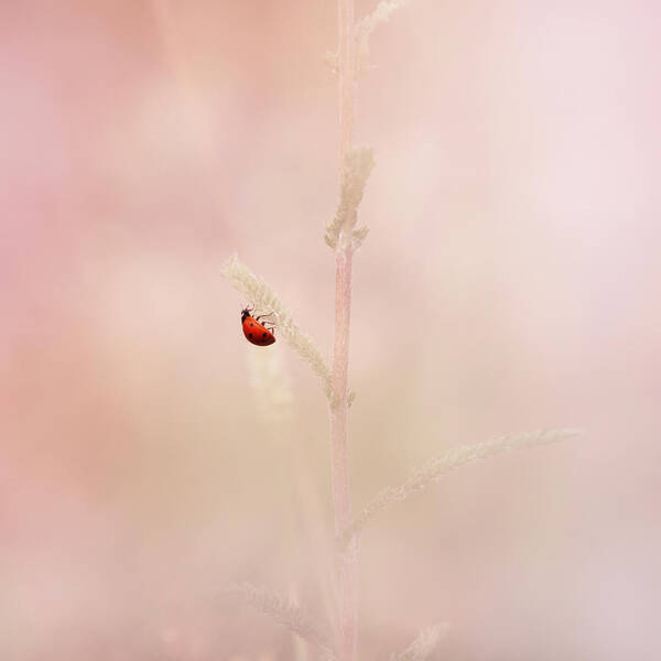 Ladybird Poster featuring the photograph Around The Meadow 9 by Jaroslav Buna