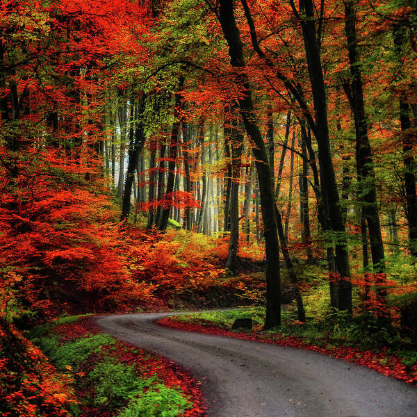 Autumn Poster featuring the photograph Autumn Road by Philippe Sainte-Laudy