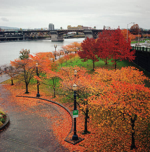 Tranquility Poster featuring the photograph Autumnal Trees In Downtown Portland by Danielle D. Hughson