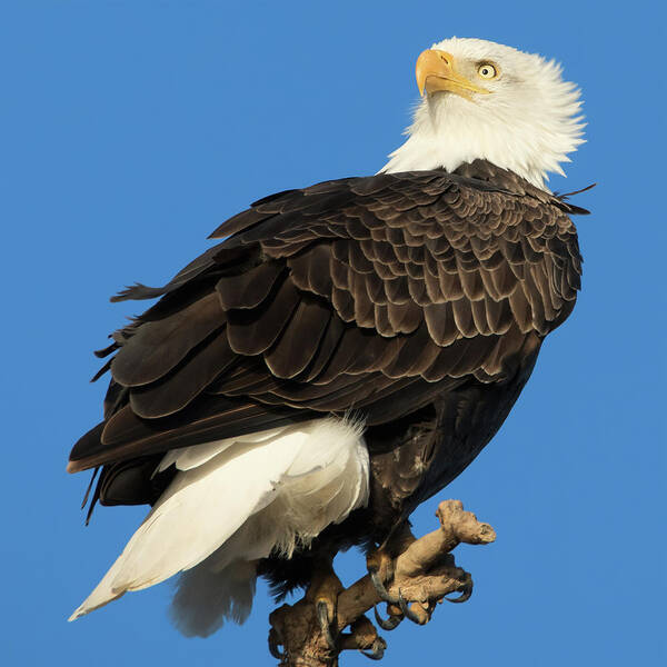 American Bald Eagle Poster featuring the photograph Bald Eagle Squared by Kathleen Bishop