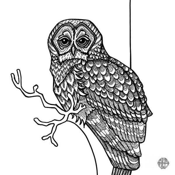 Animal Portrait Poster featuring the drawing Barred Owl by Amy E Fraser