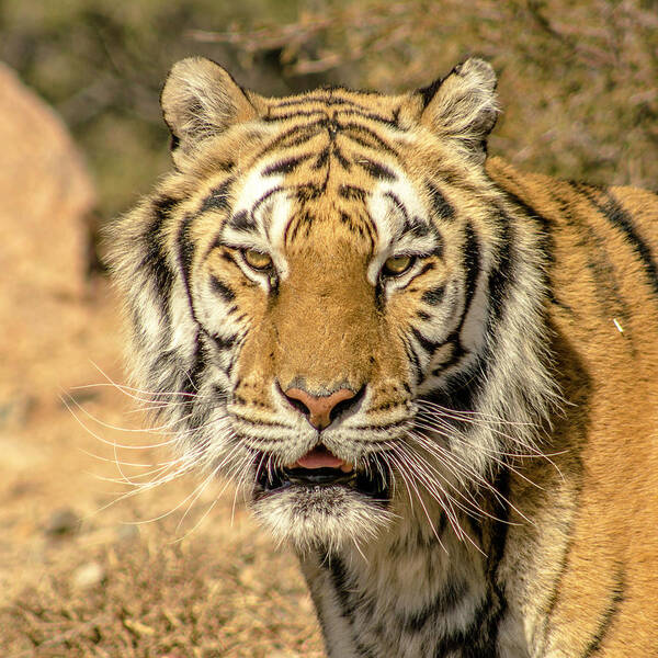 Arizona Poster featuring the photograph Beautiful Predator by Darrell Foster