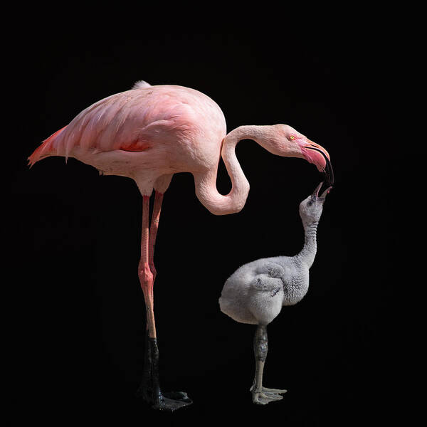 Flamingo Poster featuring the photograph Become Pink by Mathilde Guillemot