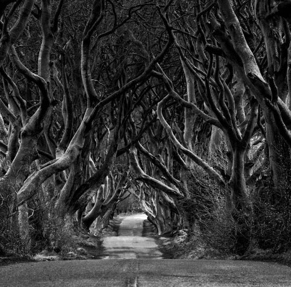 Dark Hedges; Game Of Thrones; Alley; Scenic; Atmosphere; Magical; Fantastic; Fairy Tale; Foliage; Forest; Tunnel; Landmark; Ireland; Scenery; Adventure; Amazing; Antrim; Avenue; Beautiful; Beech; Bough; Branches; Column; Country Side; Dark; Europe; Bw Pho Poster featuring the photograph Black And White Photo Of Road Through The Dark Hedges by Eleonora Grigorjeva