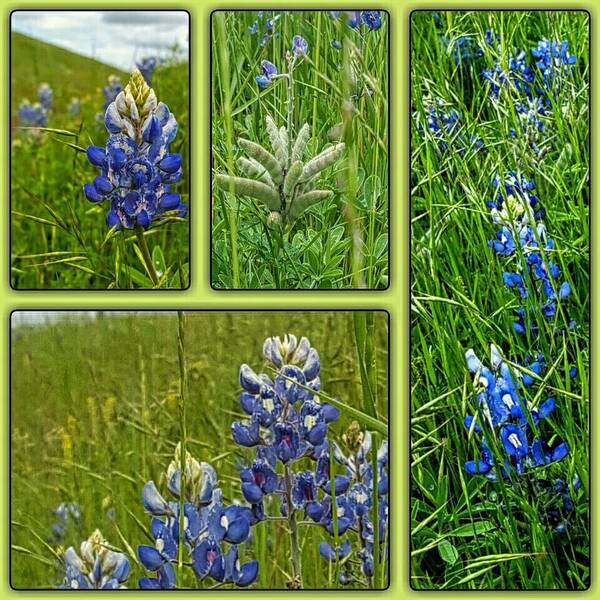 State Flower Of Texas Poster featuring the digital art Blue Lupines Are Texan Bluebonnets by Pamela Smale Williams