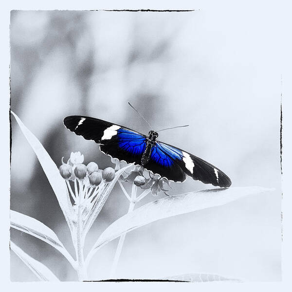 Butterfly Poster featuring the photograph Blue Postman Butterfly by Jaroslav Buna