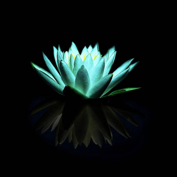 Black Background Poster featuring the photograph Blue Water Lily by The Photography Factory