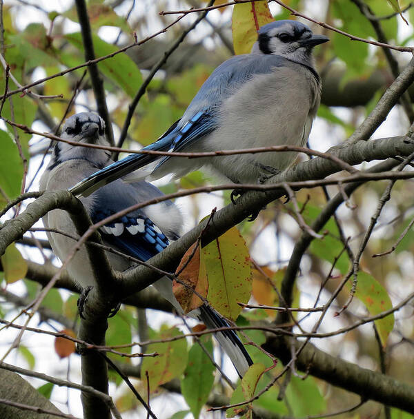 Blue Jays Poster featuring the photograph Blule Jays in Autumn by Linda Stern
