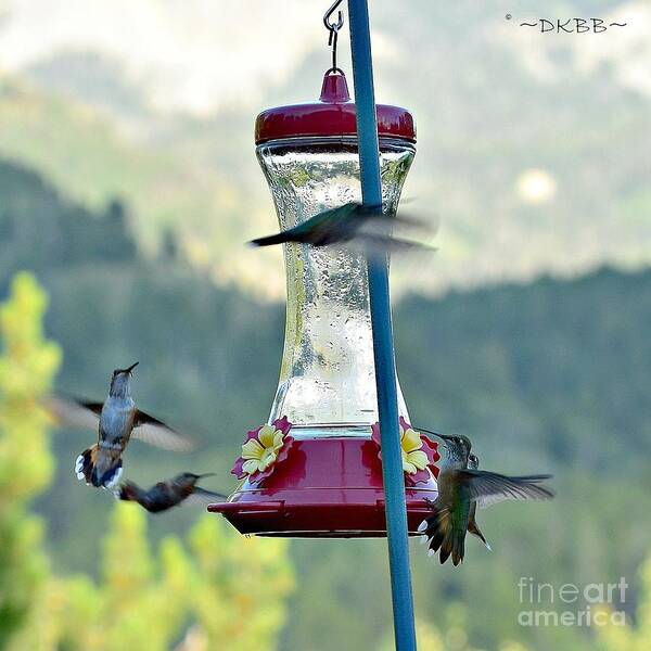 Hummingbirds Poster featuring the photograph Busy Time at the Feeder by Dorrene BrownButterfield