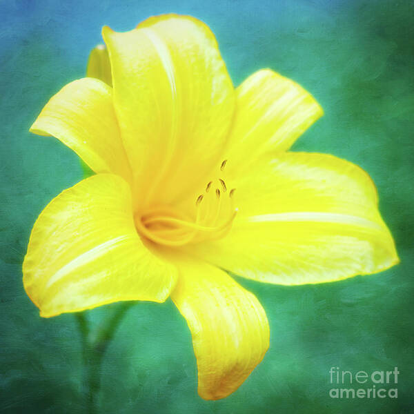 Daylily Poster featuring the photograph Buttered Popcorn Daylily In Her Glory by Anita Pollak