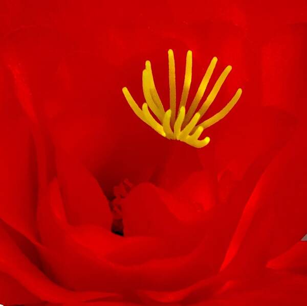  Poster featuring the photograph Cactus Flower IV by Richard Dennis