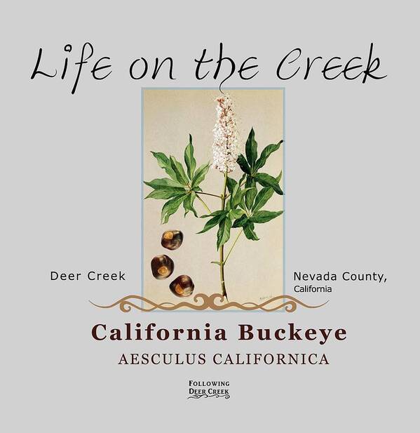 Aesculus Californica Poster featuring the digital art California Buckeye by Lisa Redfern