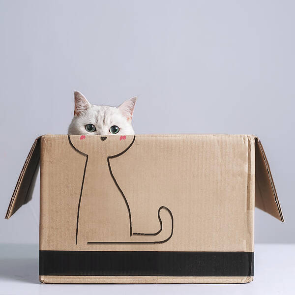 Animal Poster featuring the photograph Cat In The Box by Terry F