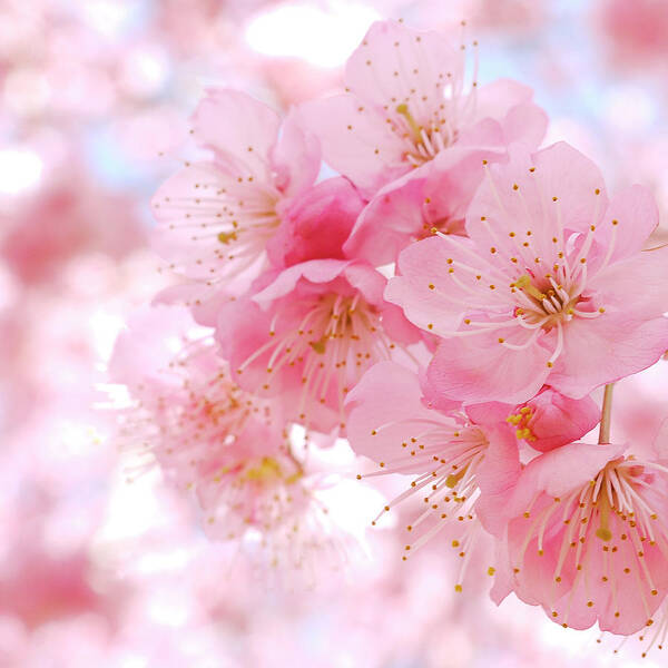 Cherry Blossom Poster by Ryo's Photo Work - Photos.com