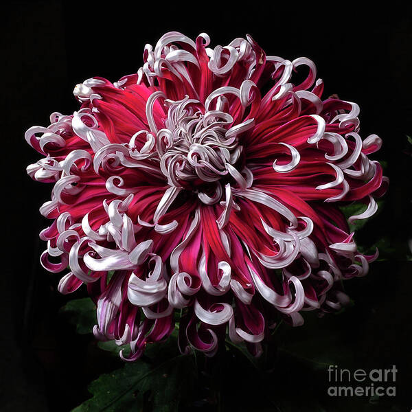 Flower Poster featuring the photograph Chrysanthemum 'Lilli Gallon' by Ann Jacobson
