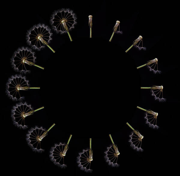 Dandelion Poster featuring the photograph Clock Dandelion by Art Lionse