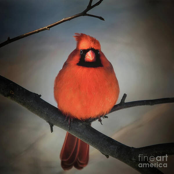 Cardinal Poster featuring the photograph Close Encounter On A Blustery Day by Lois Bryan