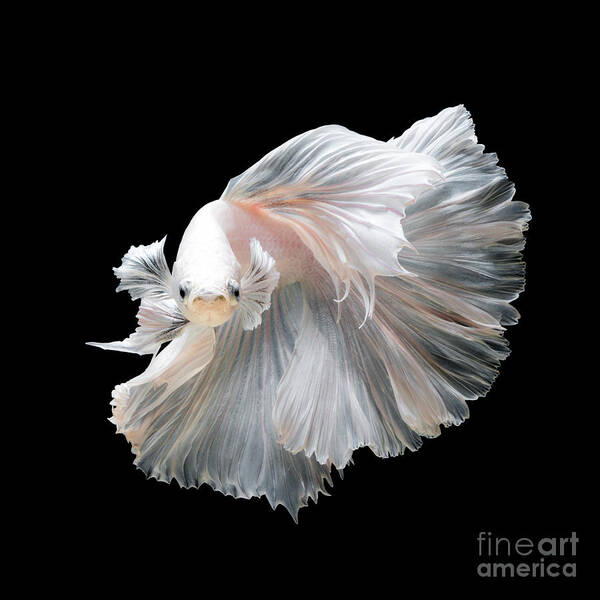 Fancy Poster featuring the photograph Close Up Of White Platinum Betta Fish by Nuamfolio