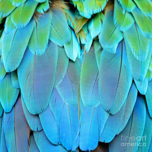 Color Poster featuring the photograph Colorful Feathers Harlequin Macaw by Panu Ruangjan