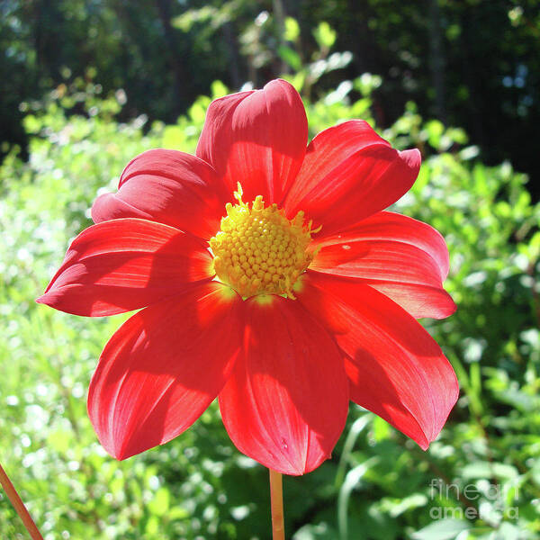 Dahlia Poster featuring the photograph Dahlia 2 by Amy E Fraser