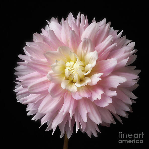 Flower Poster featuring the photograph Dahlia 'Chilson's Pride' by Ann Jacobson