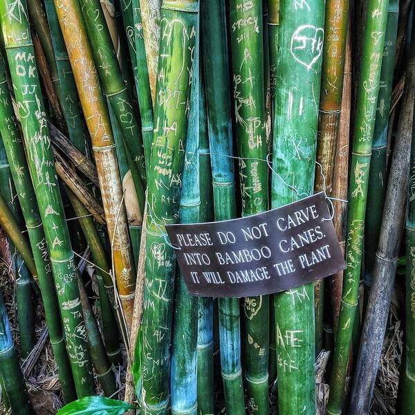 Bamboo Poster featuring the photograph Do Not Carve by Portia Olaughlin