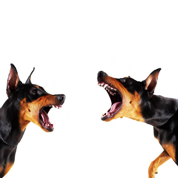 Pets Poster featuring the photograph Dobermans Barking At Each Other by Thomas Northcut