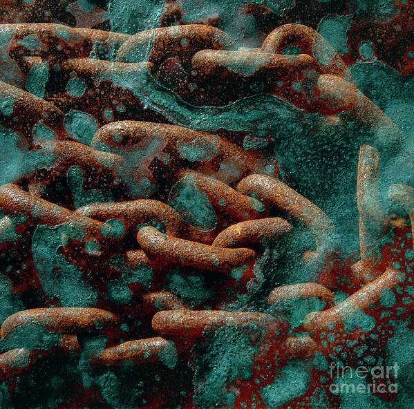 Copper Poster featuring the photograph Double Exposure Of Corrosion On Steel And Copper by Victor De Schwanberg/science Photo Library