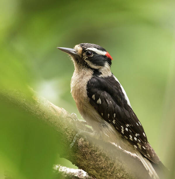 Woodpecker Poster featuring the photograph Downy Woodpecker by Angie Vogel