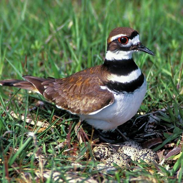 Animal Poster featuring the photograph Female Killdeer Guards Her Nest Of Four by Caren Brinkema