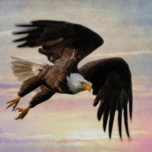 Bald Eagle Poster featuring the photograph Flight by Mary Hone