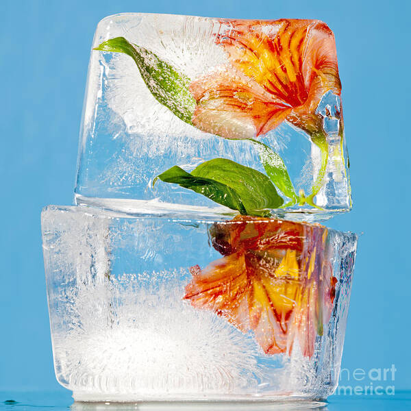 Translucent Poster featuring the photograph Flowers Trapped In A Block Of Ice by Tim Masters