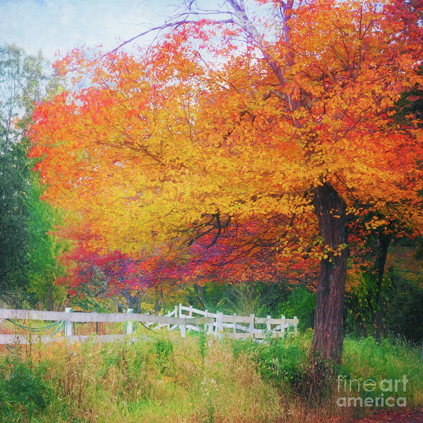 Fall Foliage Poster featuring the photograph Foliage by the Farm by Anita Pollak