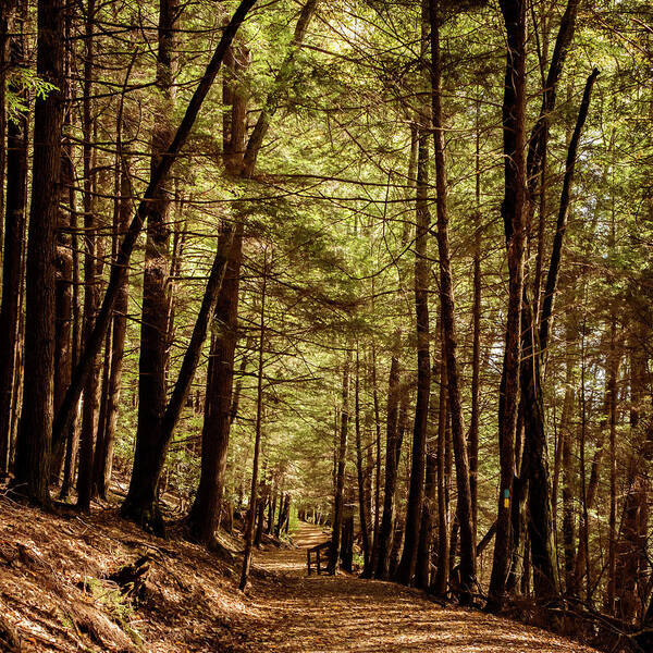 Terry Deluco Poster featuring the photograph Follow The Path Cook Forest PA Square by Terry DeLuco