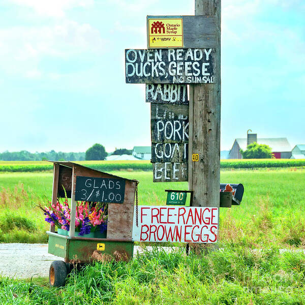 Sign Poster featuring the photograph Free Range by Lenore Locken