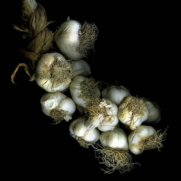 Black Background Poster featuring the photograph French Garlic by Photograph By Magda Indigo