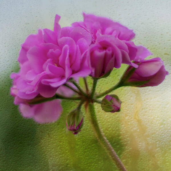 Geranium Poster featuring the photograph Geranium Rain by Diane Fifield