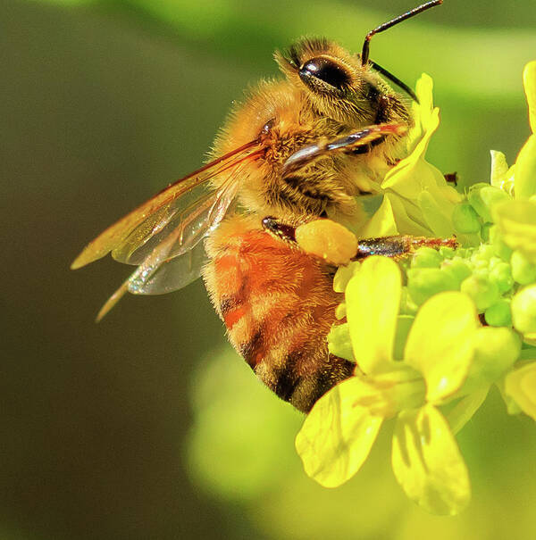 Bees Poster featuring the photograph Golden Pollen Collector by Arthur Bohlmann