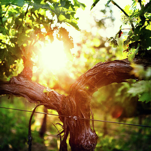 Dawn Poster featuring the photograph Grape Vine And Trunk In Late Spring by Ryanjlane