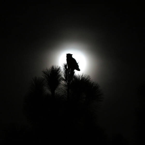 Great Horned Owl Poster featuring the photograph Great Horned Owl with Winter Moon by Robin Street-Morris