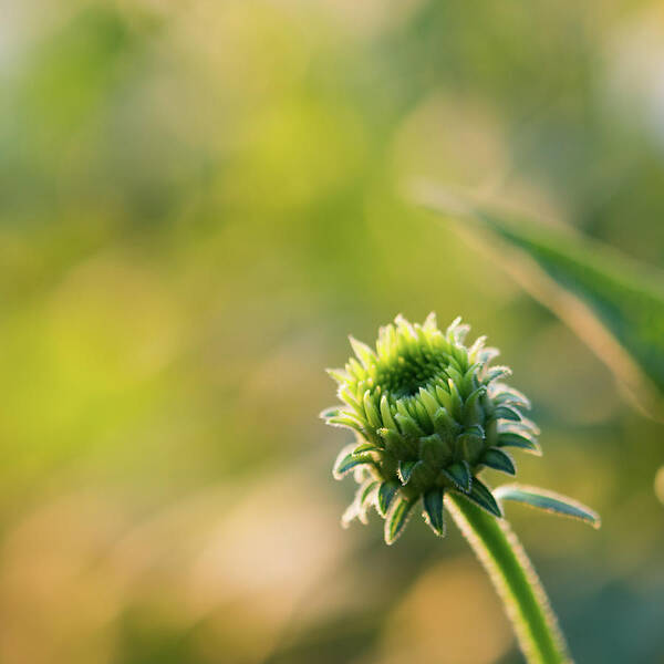 Coneflower Poster featuring the photograph Green Morning Glow by Liz Albro