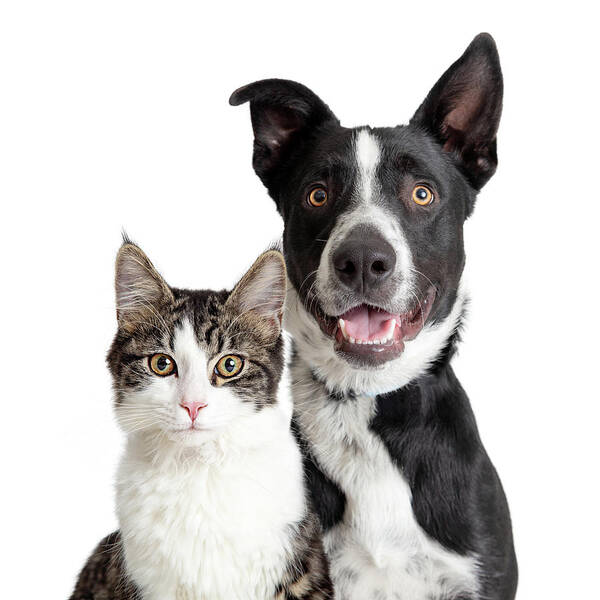 Canine Poster featuring the photograph Happy Border Collie Dog and Tabby Cat Together Closeup by Good Focused