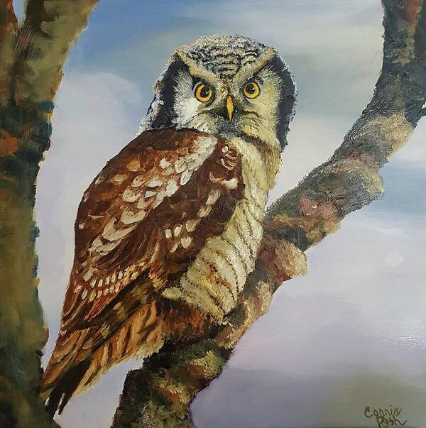 Hawk Owl Poster featuring the painting Hawk Owl by Connie Rish