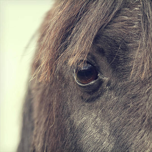 Horse Poster featuring the photograph Horse Eye by Blackcatphotos