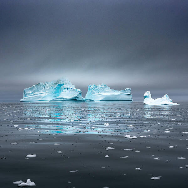 Iceberg Poster featuring the photograph How Many More? by Robert Bolton