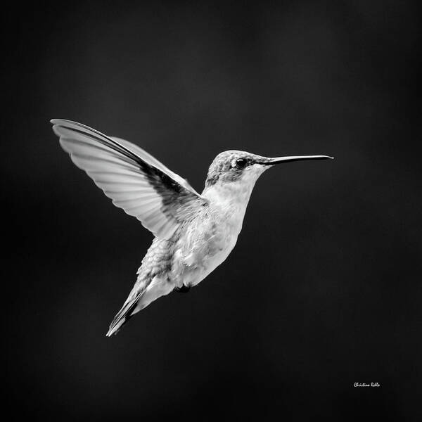 Black And White Poster featuring the photograph Hummingbird Flyby Square by Christina Rollo
