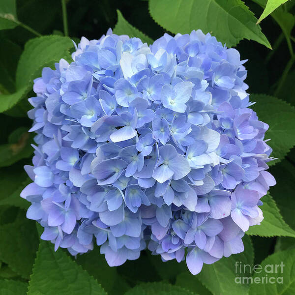 Hydrangea Poster featuring the photograph Hydrangea 4 by Amy E Fraser