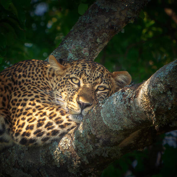 Leopard Poster featuring the photograph I Am So Confortable!! 7r43033 by Joanaduenas
