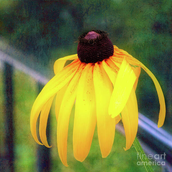 Black-eyed Susan Poster featuring the photograph Can-Do Cassie Climbing Over The Railing by Anita Pollak